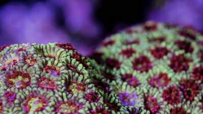 ♪  I was just born, I was just born  ♪ - Chasing Coral