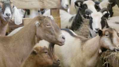 I just, I love
the goats and sheep, - Secrets of the Zoo