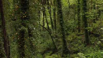 I just look at these
vines all around me. - Trees and Other Entanglements