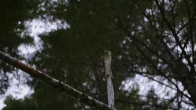 I just noticed that this here - Expedition Bigfoot