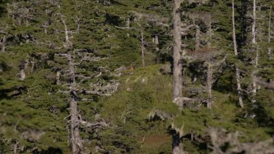 I just saw another little doe. - Life Below Zero: Next Generation