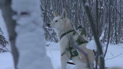 I just wanna see what's moving
around underneath there. - Life Below Zero: Next Generation
