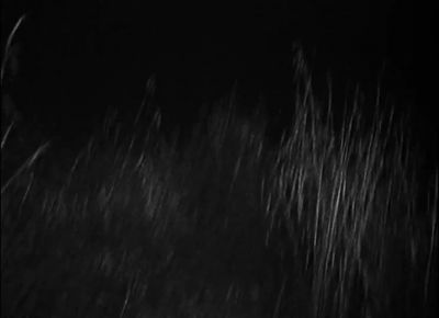 I kicked it into the - The Blair Witch Project