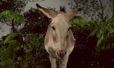 I knew a young donkey once who corrected all his faults - Adam and 6 Eves