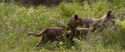 I know perfectly well
this is not, a place for them. - The Wolf and the Lion