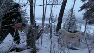 I know the breed was trained
and honed for hundreds of - Life Below Zero: Next Generation