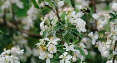 I know there's
some work being done - The Pollinators