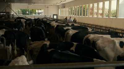 I know these cows better
than I know myself, but... - Burden of Truth