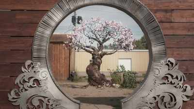 I know this tree
is going to live forever - Scrap