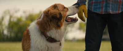 I know what you did Boss Dog - A Dog's Journey
