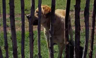 I know what! - Old Yeller