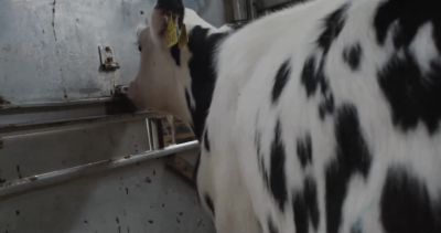 Sorted. - Cow