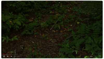 I learned black bears will
stomp back and forth on the forest floor, - Feet of Death