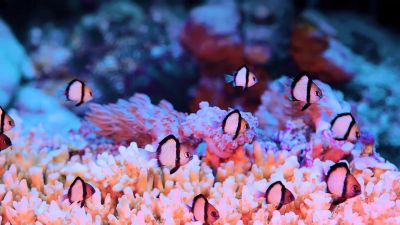 I learned this protect the reef and it'll sing to you - Journey to the South Pacific
