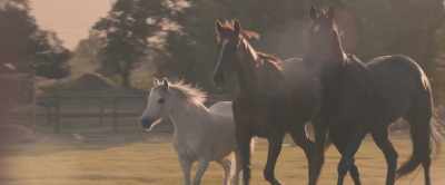 I learned that they were called
Ginger and Merrylegs. - Black Beauty