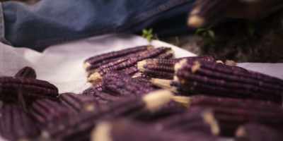 I like to plant this color because
it is in great demand. - Omnivore