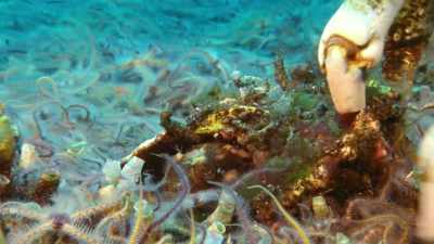I live in the Pacific, - Absurd Planet