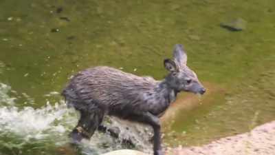 I look forward to seeing her
out in the sunshine, - Secrets of the Zoo