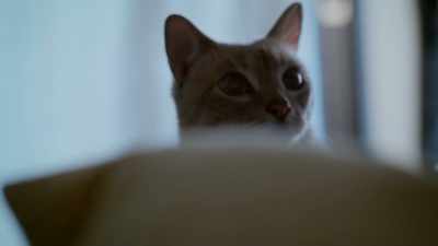 I love cats,
particularly house cats. - One Strange Rock