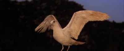 I love who you are, Jonathan. - Jonathan Livingston Seagull