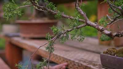 I made it like a boxer
to scare the bugs away. - Trees and Other Entanglements