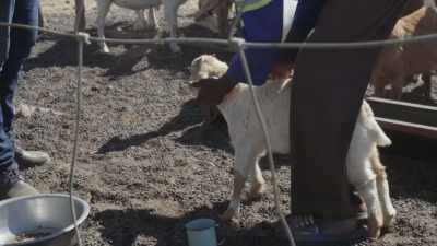 I managed to buy the goats - Banking on Africa: The Bitcoin Revolution