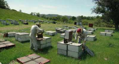 I mean, you got to --
You just basically got to be - The Pollinators
