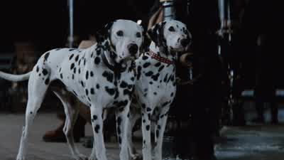 I mean, I think... - 101 Dalmatians