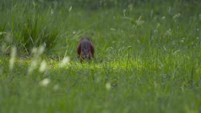 I mean, just look at this
poor, regular, ground-squirrel idiot run. - Absurd Planet