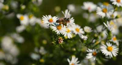 I mean, we know bees
are the right thing - The Pollinators
