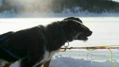 I mean, that machine
could fail, but these dogs, - Life Below Zero: First Alaskans