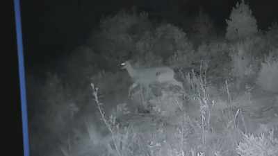 I mean, the way
this deer is moving - Expedition Bigfoot