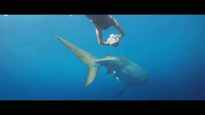 I mean, if those studies
are even remotely close, - Envoy: Shark Cull