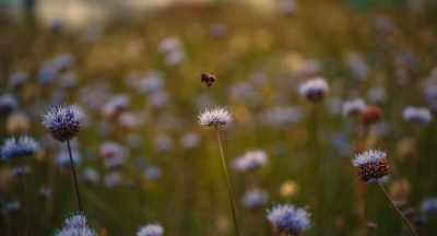 I mean, we're doing
all we can do - The Pollinators