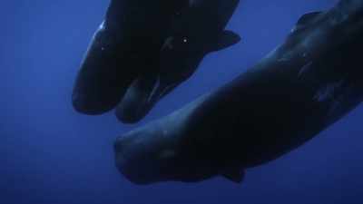 I mean, that would blow our eardrums in
if we were adjacent to them - Secrets of the Whales