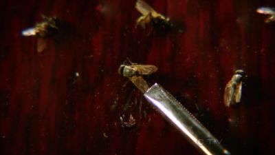 Megaselia Scalaris. - CSI: Crime Scene Investigation