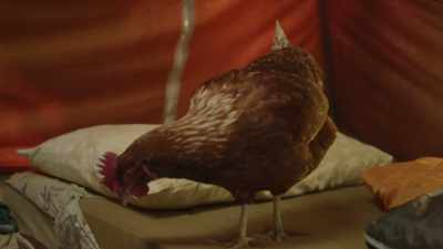 I named it. It's my
emotional support chicken now. - Preppers