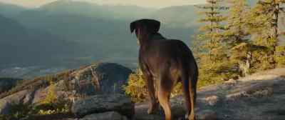 I need breakfast! - A Dog's Way Home