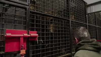 'I had no doubt that this couple - Britain's Tiger Kings - On the Trail with Ross Kemp
