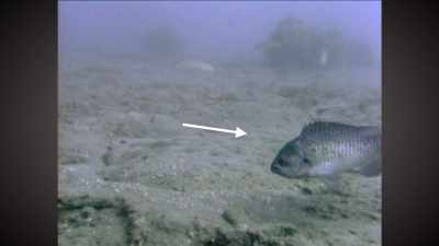 I obviously wasn't talking about
that little fishy, - Absurd Planet