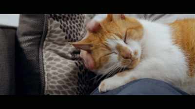 I had one cat growing up, - Cat Daddies