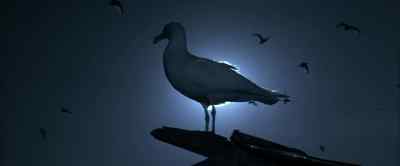 I only wish to share what I've learned - Jonathan Livingston Seagull