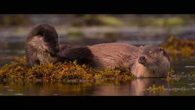 ? I pack my sphere on water ? - Billy & Molly: An Otter Love Story