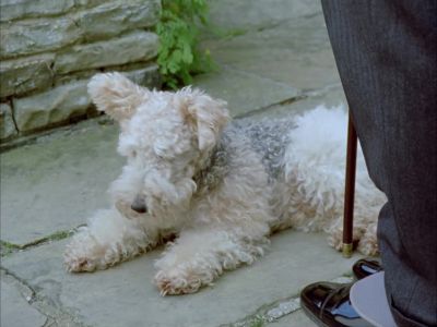 Pauvre chien. - Agatha Christie's Poirot