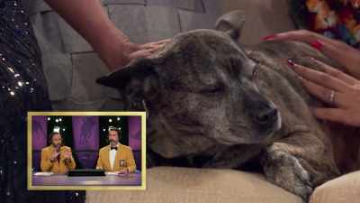 I personally like when
the typical couch potato - 2022 American Rescue Dog Show
