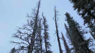 I play into which way
the tree is leaning, - Life Below Zero: Next Generation