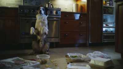 I promise I do this
not for my appetite - Junkyard Dogs