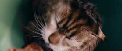 I promise, - Cat and Dog