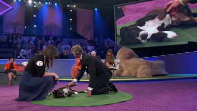I really do honestly
hate to interrupt this, - 2022 American Rescue Dog Show