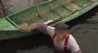 I really doubt they issue a licence to do that - Frankenfish